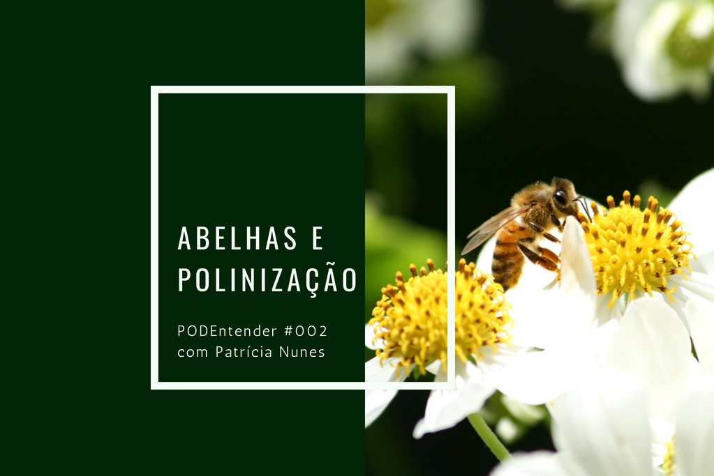 Capa do episódio: PODEntender #002 - Abelhas e Polinização com Patrícia Nunes
