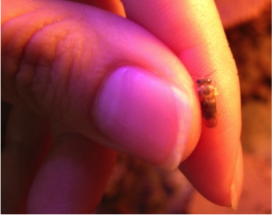 Tamanho das Abelhas estudadas por Patrícia Nunes (~3-4 mm)
